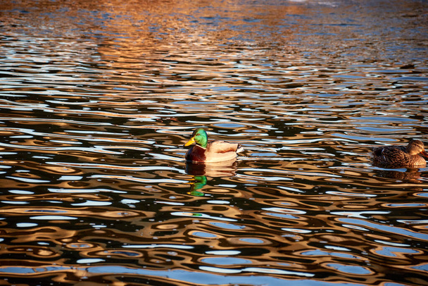 The Mallard Anas platyrhynchos is a species of anseriform bird of the Anatidae family, swimming at dusk. Pair of ducks - Photo, Image