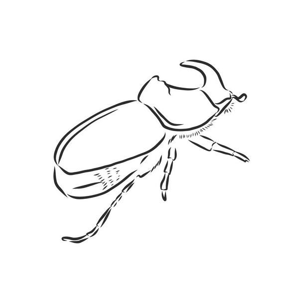 beetle rhinoceros drawing in style engraving sketch vector. rhino beetle vector sketch illustration - Vector, Image