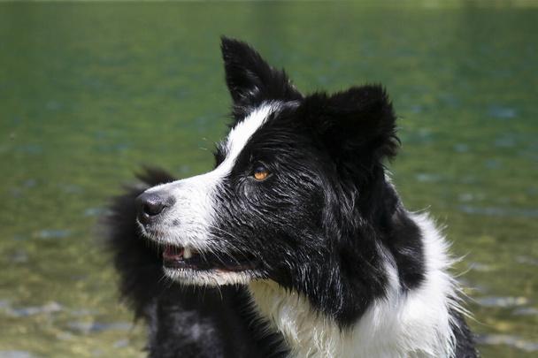 Close-up of a border collie at lake Nambino in the Adamello - Brenta park in Trentino, travel and landscapes in Italy  - Photo, Image