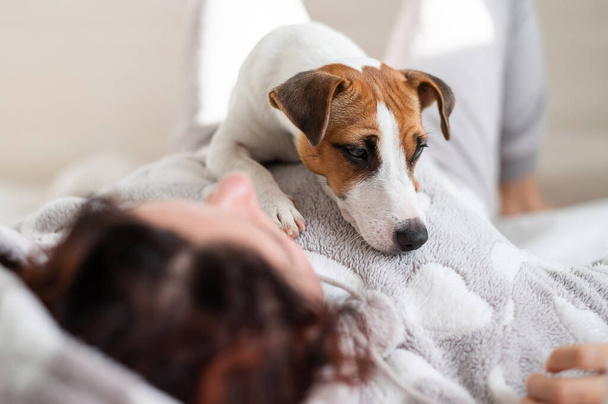 Dog jack russell terrier lies in bed with the owner. A woman hugs her pet - Foto, afbeelding