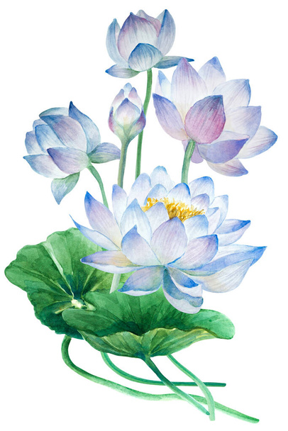 Букет цветов лотоса с бутонами и листьями (водяная лилия) на белом фоне, ботанический акварельный рисунок. - Фото, изображение
