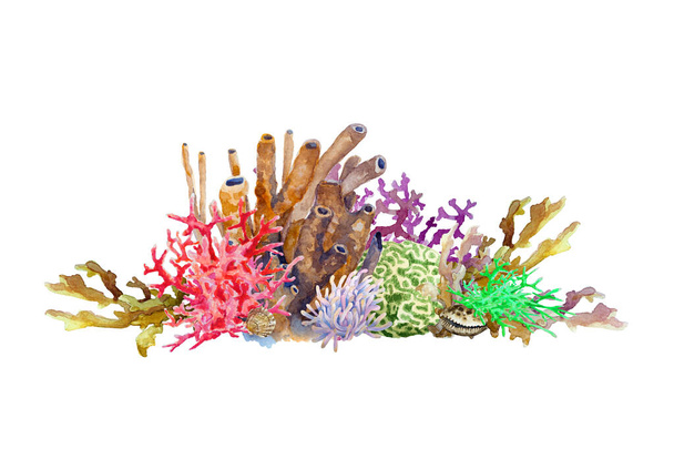 Recife com corais coloridos, esponja, anêmona e concha. Paisagem subaquática, ilustração aquarela desenhada à mão. - Foto, Imagem
