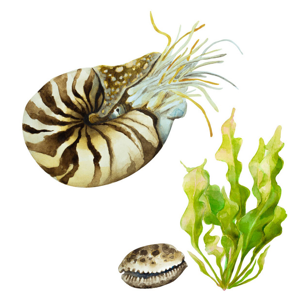 Ναυτίλος (Nautilus pompillius) σε λευκό φόντο, ζωγραφισμένη στο χέρι ακουαρέλα εικονογράφηση. - Φωτογραφία, εικόνα