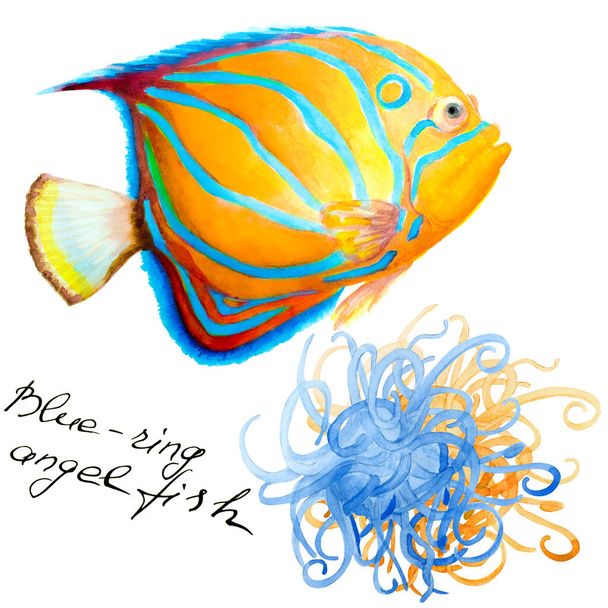 Tropické útesy ryby modře lemované Angelfish (Pomacanthus Annularis) a sasanka, ručně kreslené akvarel ilustrace. - Fotografie, Obrázek