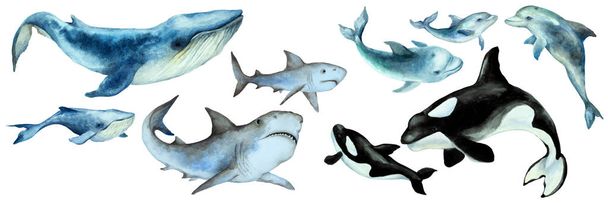 Set van een grote blauwe walvis, haai, orka orka orka, dolfijnen met welpen op een witte achtergrond, panorama. Met de hand getekend aquarel illustratie. - Foto, afbeelding