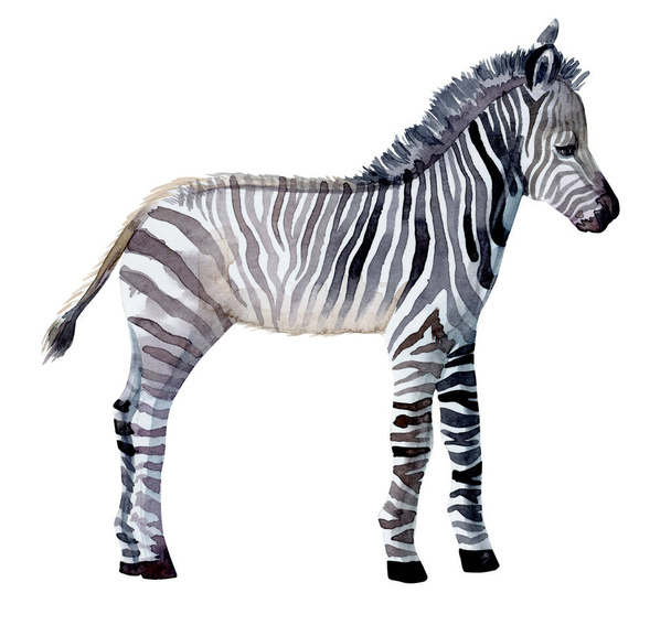 Zebra animal watercolor painting illustration hand made isolated on white background. - 写真・画像