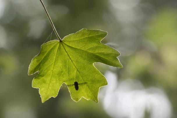 Zonlicht valt door een esdoorn blad in het bos in de vroege ochtend. Een silhouet van een vliegende bij is zichtbaar op een blad van een boom. Wazige achtergrond. Close-up foto. - Foto, afbeelding