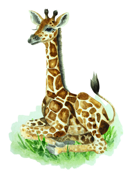 Дитячий жираф сидить на траві на білому тлі, намальований вручну акварельними ілюстраціями
. - Фото, зображення