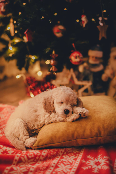 Roztomilé pudl štěně spí na polštáři pod vánoční stromeček - Fotografie, Obrázek
