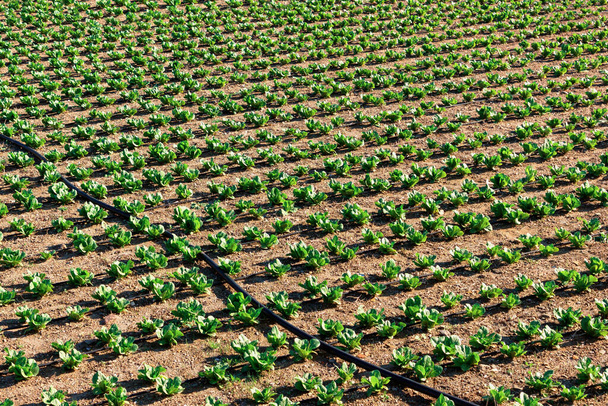 Κοντινό πλάνο του φρεσκοοργωμένου αγρού με λαχανάκια. Άνοιξη. - Φωτογραφία, εικόνα