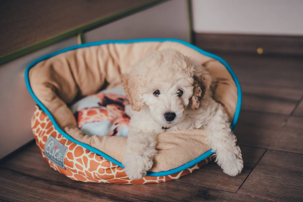 Carino cucciolo di barboncino si trova nella sua casa - Foto, immagini