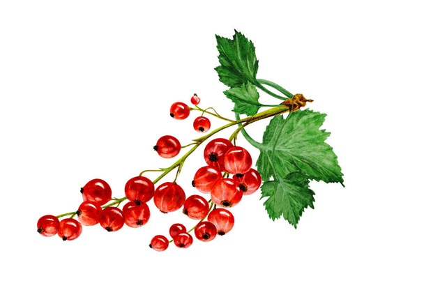 Ribes rosso con foglie su sfondo bianco, disegno ad acquerello disegnato a mano. - Foto, immagini