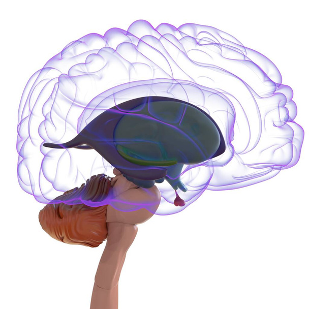 Menschliches Gehirn Anatomie für medizinisches Konzept 3D Illustration - Foto, Bild