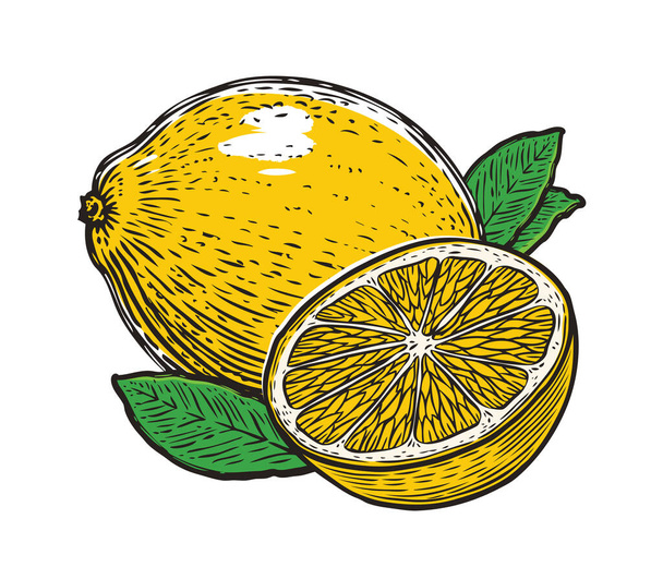Lemon with leaves. Organic nutrition healthy food. Fruit - Вектор, зображення