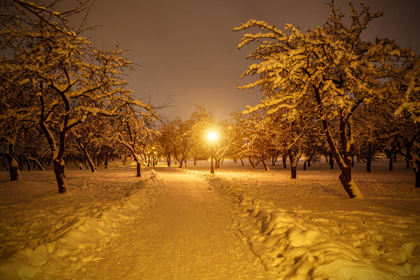 Зимовий парк вночі. Снігові покриті деревами
. - Фото, зображення