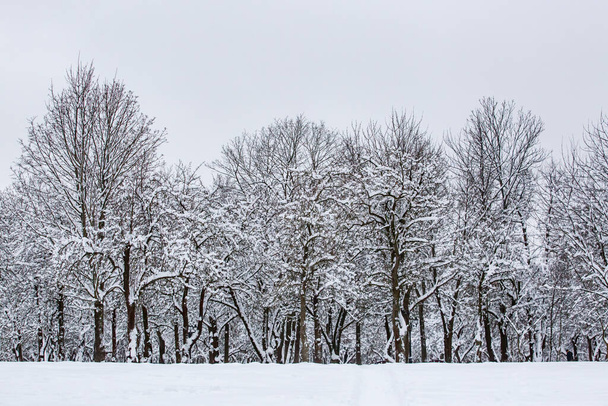 Árvores cobertas de neve no parque. Fundo de inverno - Foto, Imagem