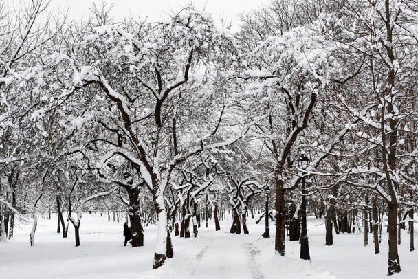 Winter in het stadspark. Sneeuwhal - Foto, afbeelding