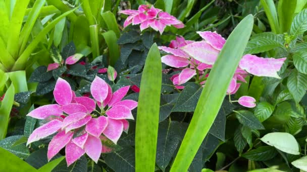 Brillante planta de cobre rosa hojas moviéndose suavemente en una brisa - Metraje, vídeo
