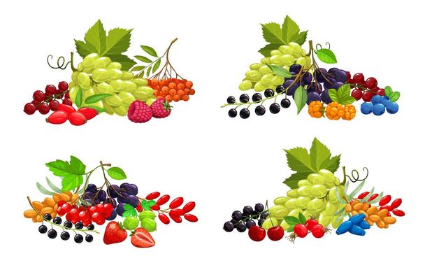 Cartoon berries vector strawberry, bunch of white grape and blackberry, raspberry, cherry, black and red currant with blueberry. berries sea buthorn, honeysuckle and bird cherry, black chokeberry - Vector, Image