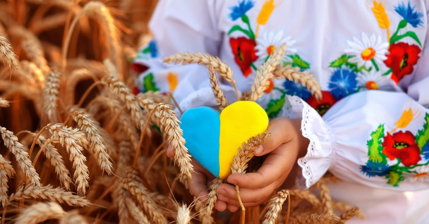 Un corazón amarillo y azul y espiguillas de trigo en las manos de un niño con una camisa bordada (vyshyvanka). Campo de trigo al atardecer. Día de la Unidad, Día de la Independencia de Ucrania, Día del Bordado - Foto, imagen