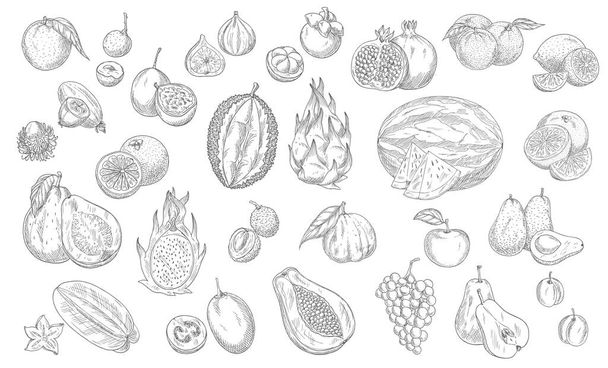 Καρποί σκίτσων μεμονωμένα διανυσματικά εικονίδια. Durian, καρπούζι και ανανά, ροδάκινο και παπάγια αγορά αγρόκτημα ή κατάστημα κήπο και τροπικά εξωτικά φρούτα. Καραμπόλα και πιτάγια, λίτσι και λεμόνι με σταφύλι - Διάνυσμα, εικόνα