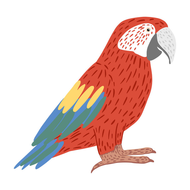 Parrot ara aislado sobre fondo blanco. Colorido pájaro de carácter tropical. Ilustración vectorial de Doodle. - Vector, imagen