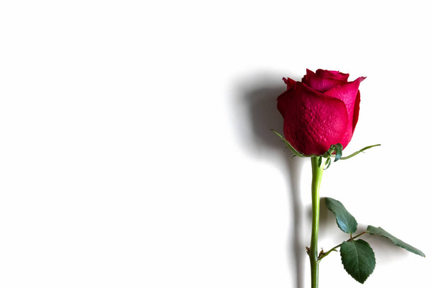 Single red rose isolated on white background in the right corner - Photo, Image
