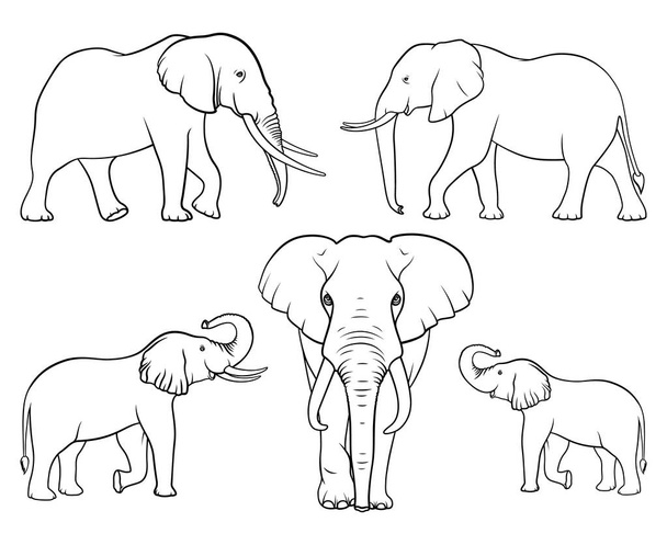 Familia de elefantes. Conjunto de elefantes. Vector lineal. Ilustración vectorial sobre fondo blanco - Vector, Imagen