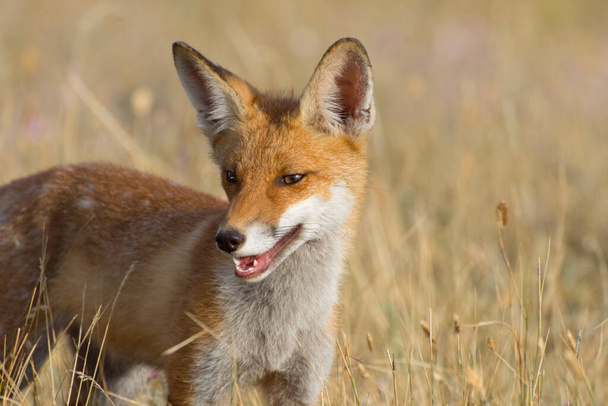 Portrait of a young fox. Fox in the steppe. Threat of rabies in wild animals. - Photo, Image