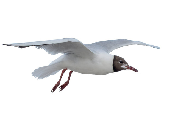 De vogel vliegt. Zeemeeuw isoleren op een witte achtergrond. Spreid vleugels en vlucht in de lucht. - Foto, afbeelding