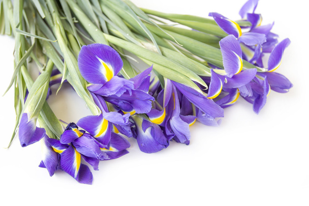 Iris flowers - Foto, Imagem