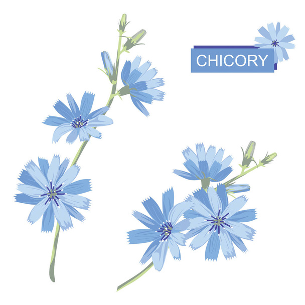 Blaue Chicorée-Blüten. Blühender Ast. Vereinzelt auf weißem Hintergrund. Botanischer Stil, Vektorillustration. - Vektor, Bild