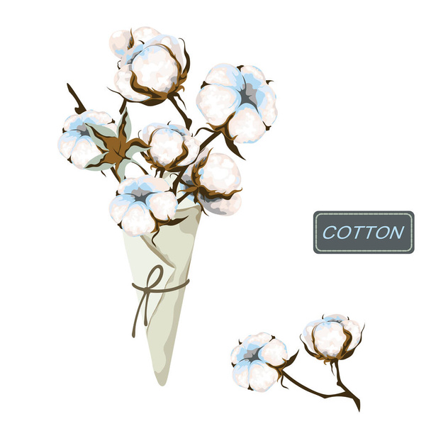 Bouquet of cotton branch in paper cornet on a white background. White fiber bolls and leaf on the stem. Fluffy flower. Vector illustration. - Vector, Image
