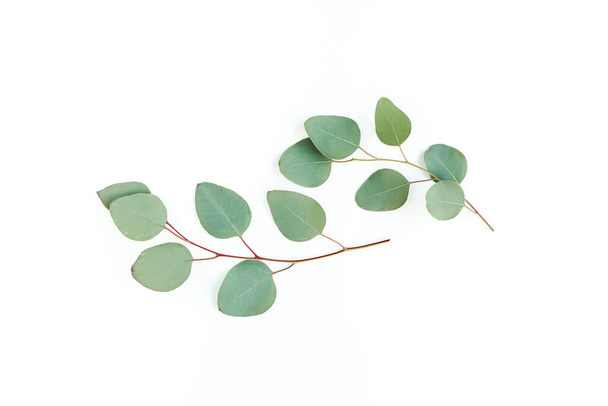 Green leaves eucalyptus isolated on white background. - Foto, afbeelding