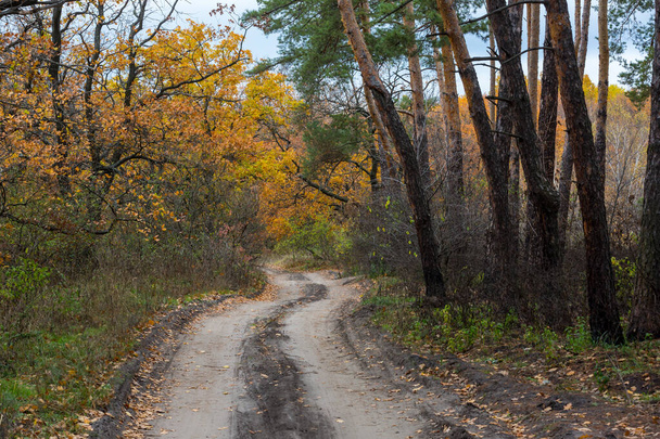 Őszi táj ösvénnyel az erdőben - Fotó, kép