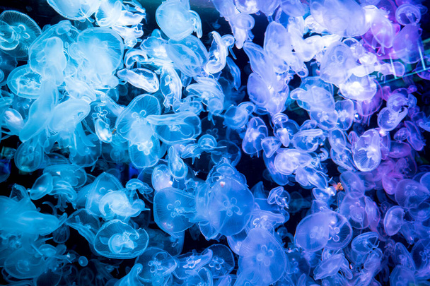 Moon jellyfish Aurelia aurita on blue background. - Foto, Bild