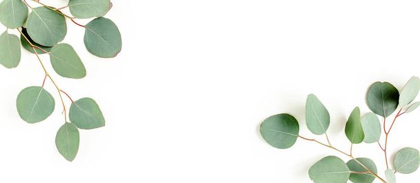 Banner of green leaves eucalyptus isolated on white background. flat lay, top view - Zdjęcie, obraz