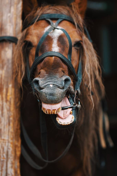 Un cheval sourit de près. Le cheval voisin ou rit et montre ses dents.  - Photo, image