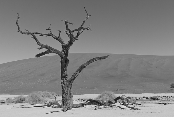 een andere eenzame boom in de namib woestijn - Foto, afbeelding