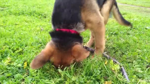 Schäferhund auf der Wiese gräbt mit den Pfoten ein Loch - Filmmaterial, Video