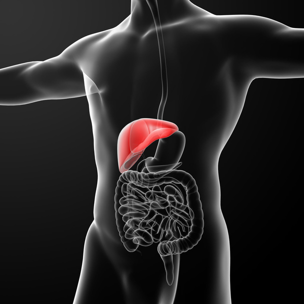 Sistema digestivo humano rojo hígado
 - Foto, Imagen