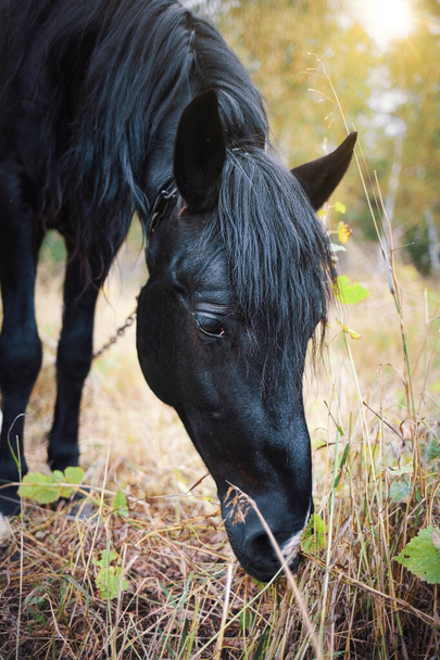 Portrét černého koně na pastvině zblízka během podzimního dne. Krásná koňská tvář - Fotografie, Obrázek