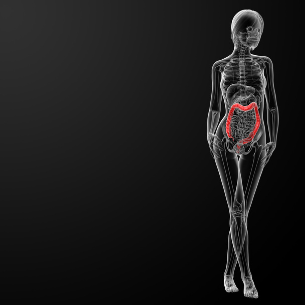 женская анатомия - толстая кишка
 - Фото, изображение