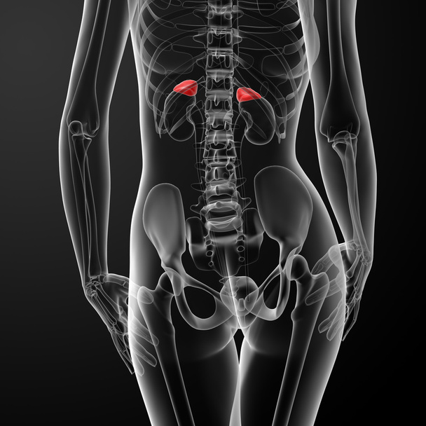 Anatomia adrenal feminina
 - Foto, Imagem