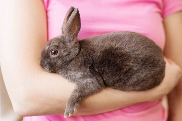 пушистый серый кролик в руках девушки в розовой блузке - Фото, изображение