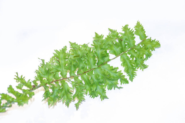 макро крупный план вьющиеся молодые зеленые листья Nephrolepis папоротника - Фото, изображение
