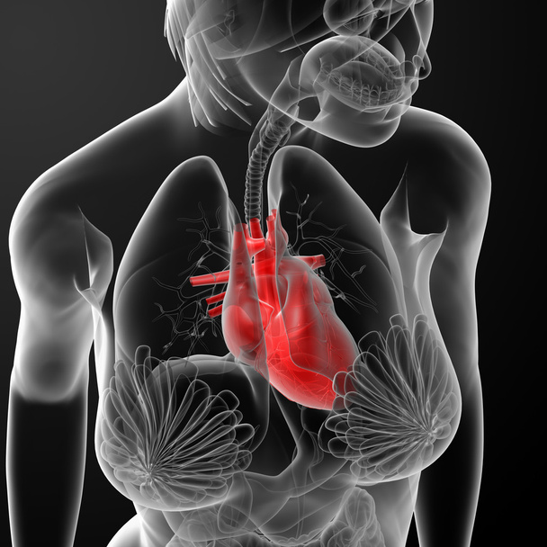 3d render female anatomy - heart - Photo, Image