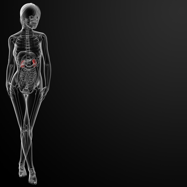 3d render female kidney anatomy x-ray - Photo, Image