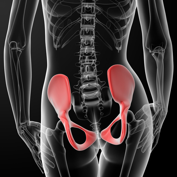 3d renderizar hueso femenino de cadera
 - Foto, imagen