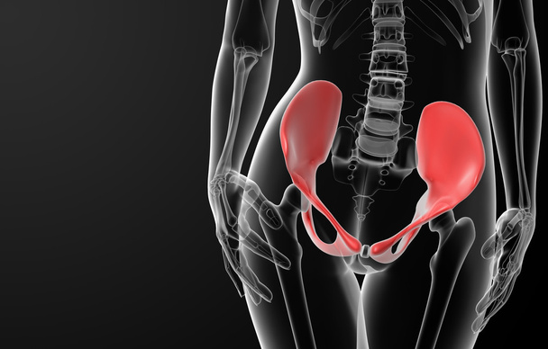 3d render female hip bone - Photo, Image